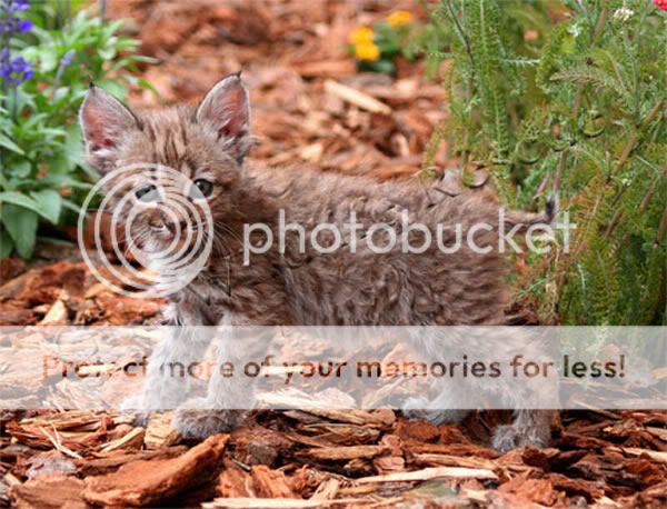 mexican bobcat pictures